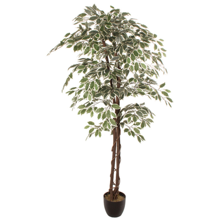 Dirbtinis augalas FICUS 1.80m Dirbtinis augalas FICUS 1.80m